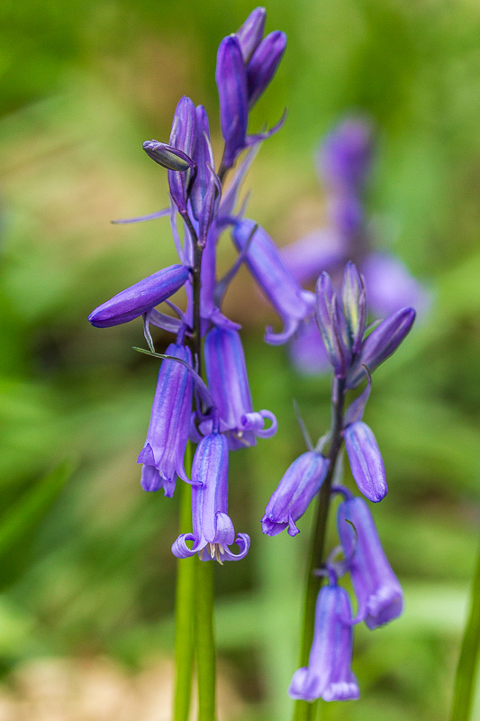 Bluebells Bluebells